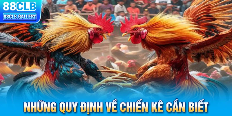 Những quy định về chiến kê cần biết trong chọi gà Thomo